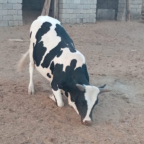 2 عدد گوساله