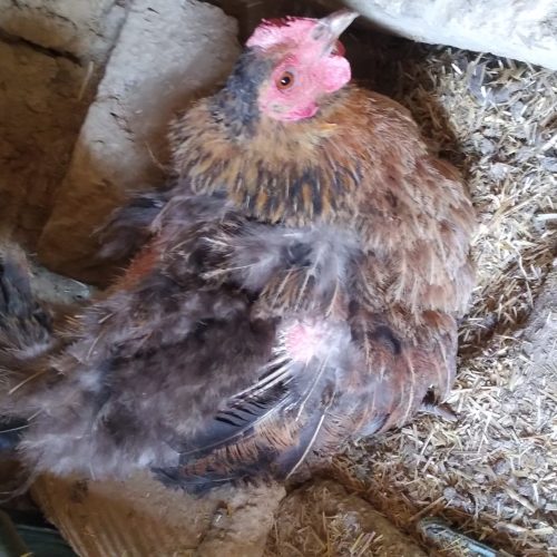 دوتا مرغ کرچ سالم و سرحال قیمت 800هراز تومان