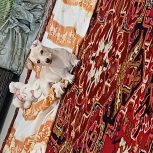 واگذاری سگ پاکوتا اشپتز