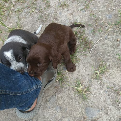 توله سگ شکاری پیونتر اصل