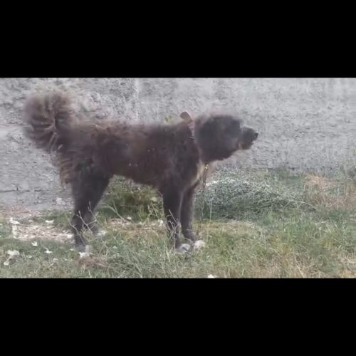 سگ قدریجونی یک ساله