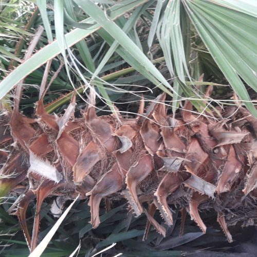 فروش درخت پالم واشنگتون ودرخت یوکا