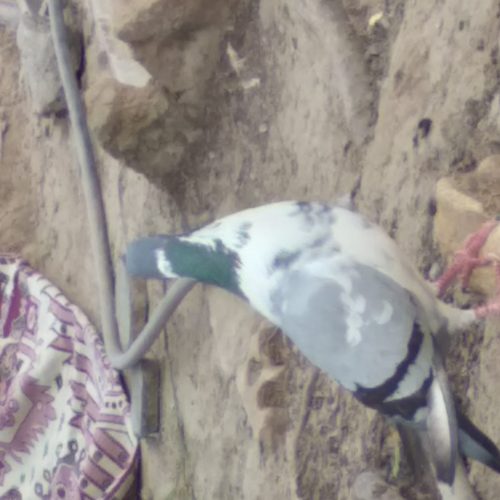 کبوتر یا پرنده