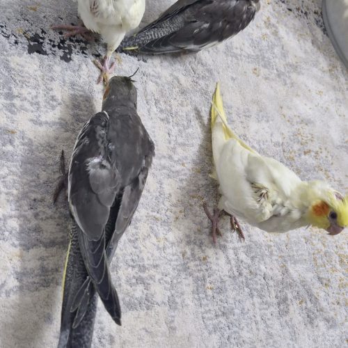 جوجه عروس هلندی