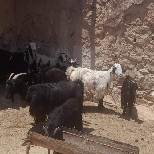 فروش چند رس بزوبیگ