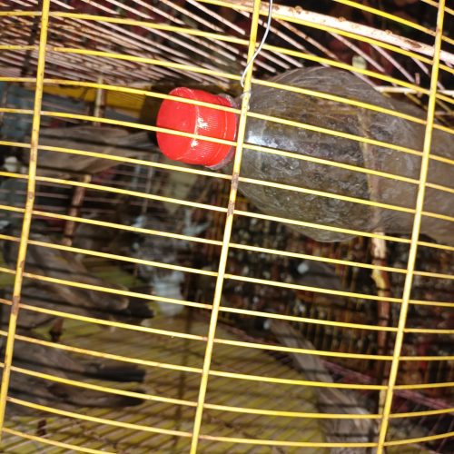 بلبل نوچه بالغ نشده