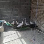 فروش انواع پرنده طاوس