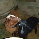 دوعدد‌بره‌فروشی