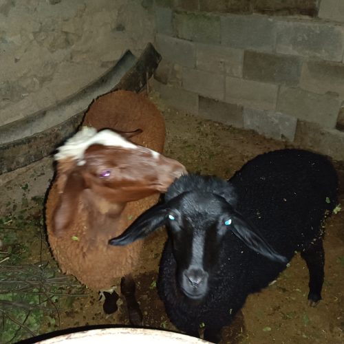 دوعدد‌بره‌فروشی