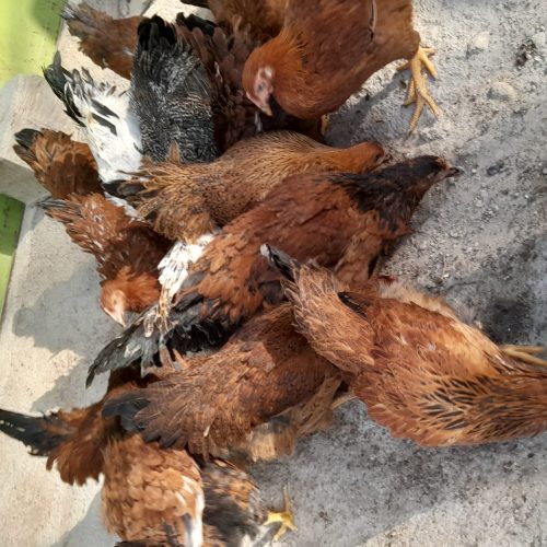 فروش مرغ محلی