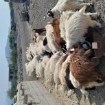 کهره نر و ماده