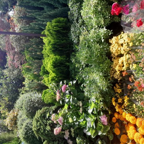 باغبانی باغچه کاری گل کاری تعویض خاکگلدان در منزل
