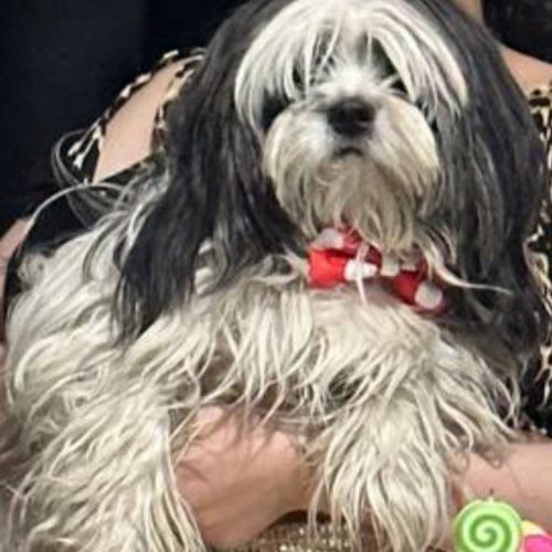 سگ شیتزو نر دوساله سفید مشکی