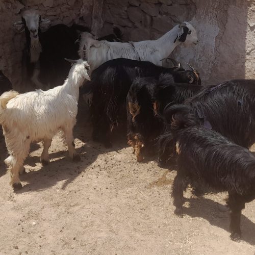 فروش چند رس بزوبیگ