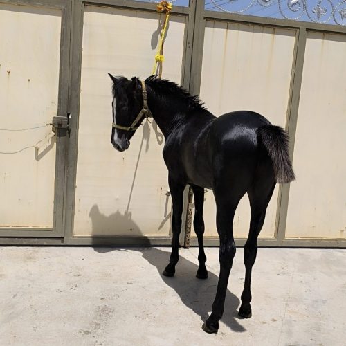 کره نریان 14 ماهه