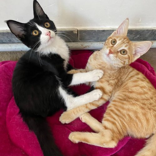 واگذاری گربه