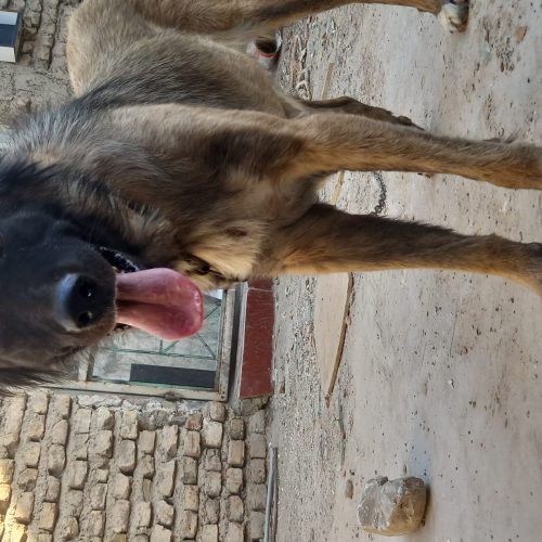 سگ ماده سرابی