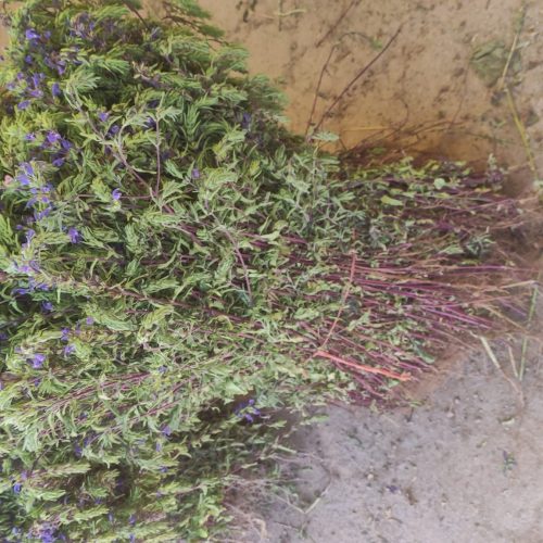 گیاهان دارویی