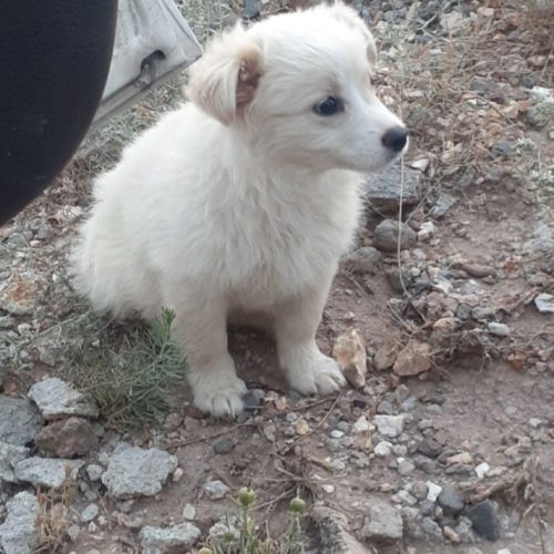 سگ سه ماهه  خانگی