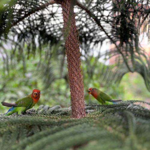 دو عدد طوطی کوتوله برزیلی