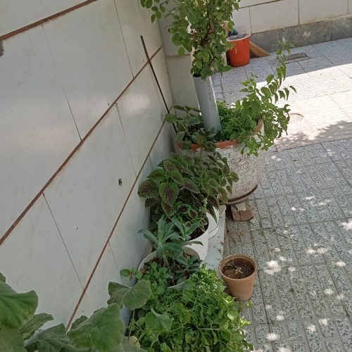 فروش فرش 6 متری و کناره