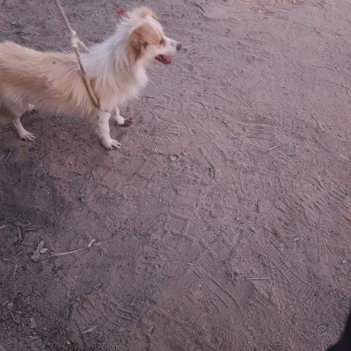 سگ پا کوتاه