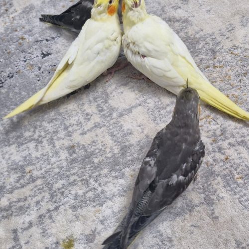 جوجه عروس هلندی