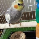 عروس هلندی ماده