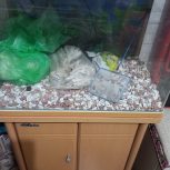 آکواریوم در حد