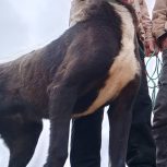 ی کوچو 8 ماه گله ی برای جنگ