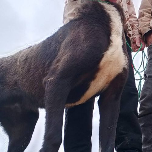 ی کوچو 8 ماه گله ی برای جنگ