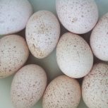 تخم بوقلمون خانگی