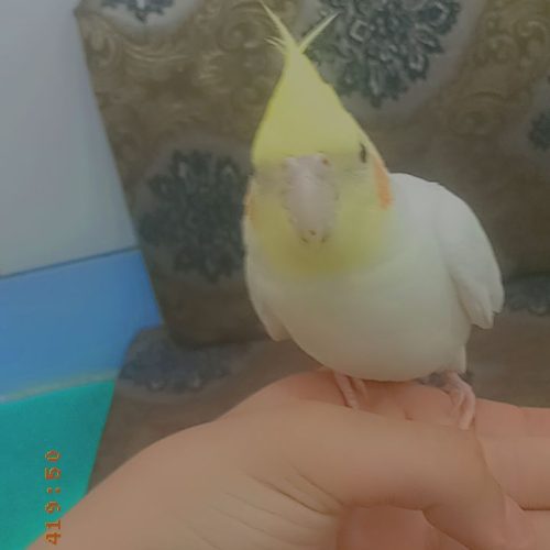 پرنده عروس پاریس