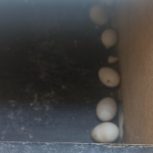 جفت عروس هلندی تخمگذار