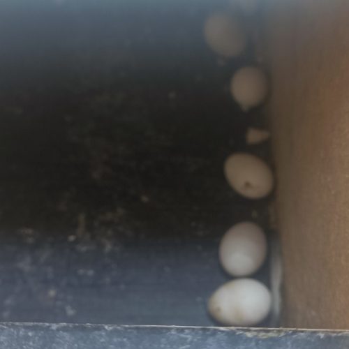 جفت عروس هلندی تخمگذار