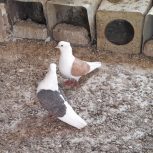 یک جفت کبوترپشتی