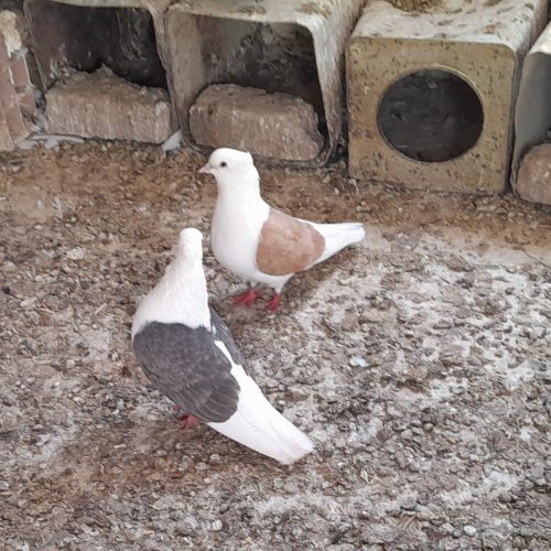 یک جفت کبوترپشتی