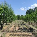 فروش باغ الوان