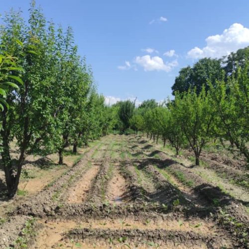 فروش باغ الوان