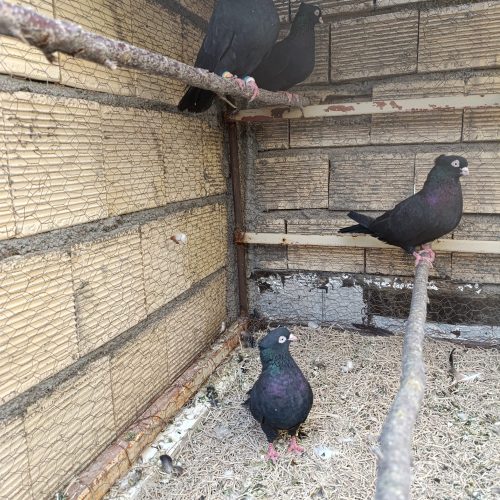 فروش دوجفت سیاه چشونوک