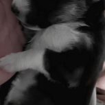 توله هاسکی یک ماهه