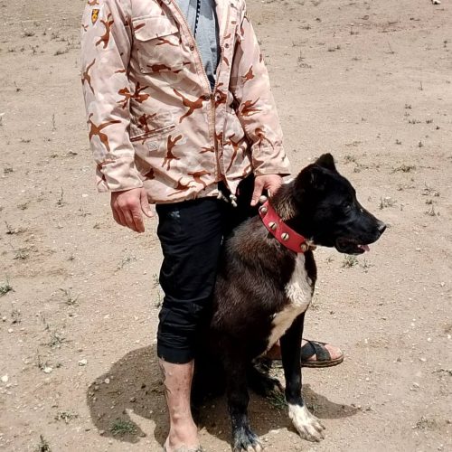 ی کوچو 8 ماه گله ی برای جنگ