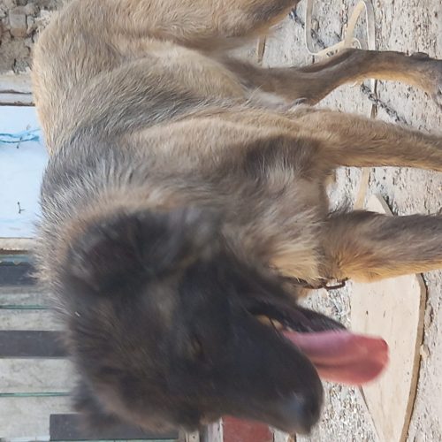 سگ ماده سرابی