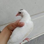 جوجه کبوتر سفید