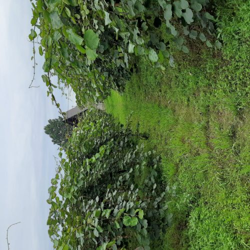 فروش زمین(باغ کیوی)