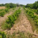 فروش بخشی از باغ های درخت انگور و گردو