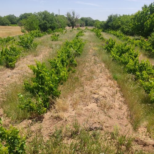 فروش بخشی از باغ های درخت انگور و گردو