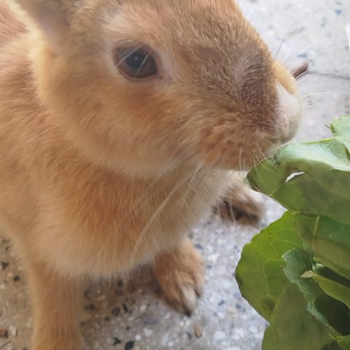 خرگوش زیبای کوشولوی بانمک (نر)