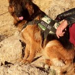 ژرمن شو بلک فیس دوسرشجره