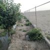 باغ فنس کشی در چقا